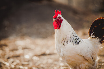 White rooster, organic chicken farm. Traditional poultry.