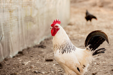 White rooster, organic chicken farm. Traditional poultry.