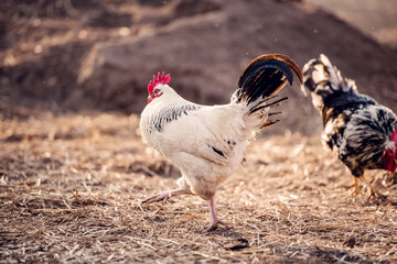 White rooster, organic chicken farm. Traditional poultry.