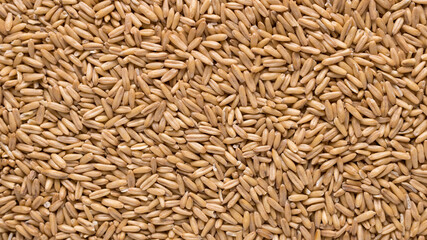 Oat groats. Raw whole oat seeds. Texture background. Healthy eating. Top view.