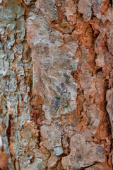 Tree bark texture and background.
