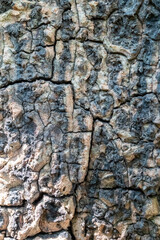 Tree bark texture and background.