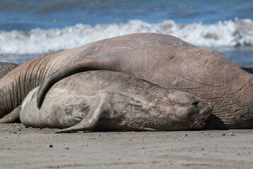 Elephant seal couple mating, Peninsula Valdes, Patagonia, Argentina