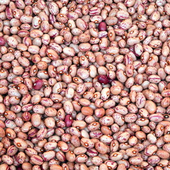 beans of pinto quality also called Borlotto in Italian language
