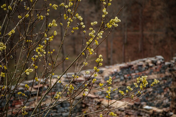 Young fluffy yellow buds on willow twigs, Spring nature photography, beautiful bright yellow fluffy pussy willow buds on blurred background, brown blurred background, copy space, brick walls