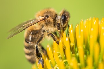 Beautiful honey bee closeup on flower gather nectar and pollen. Animal sitting for pollination. Important insect for environment ecology ecosystem. Awareness of nature climate change sustainability
