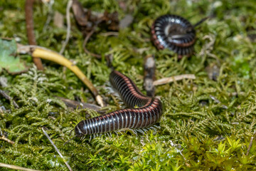 Julidae Millipedes close up macro