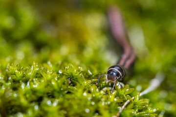 Julidae Millipedes close up macro