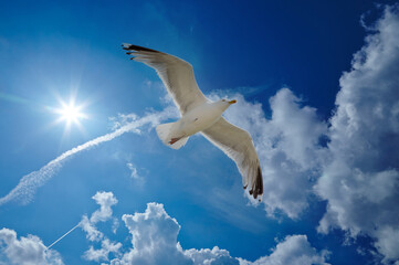 Seagull flying on a cloudy blue sky. seagull under bright brilliant sunbeam