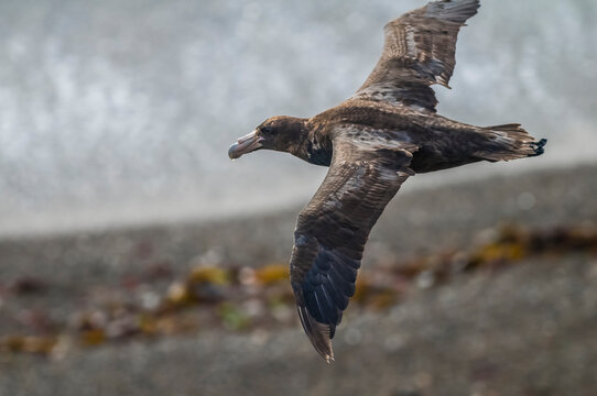 Giant petrel in flight, Peninsula Valdes, Patagonia, Argentina.