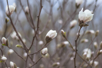 Beautiful white magnolias begin to bloom in spring