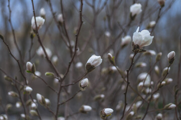 Beautiful white magnolias begin to bloom in spring