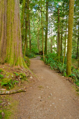 Fragment of Lower Falls trail in Golden Ears park, Vancouver, Canada.