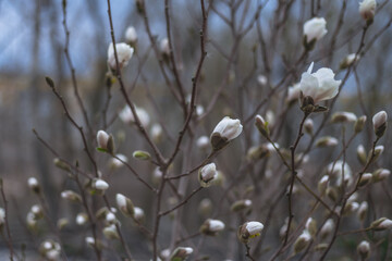 Beautiful white magnolias begin to bloom in spring