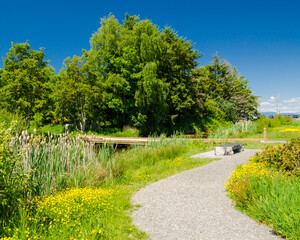 Fototapeta na wymiar Fragment of West Dyke trail in Terra Nova Rural park, Vancouver, Canada.