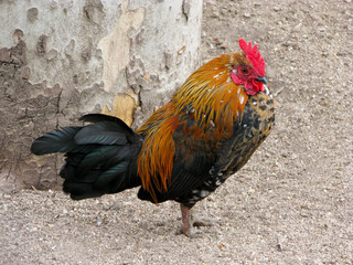 GALLO NEGRO NARANJA