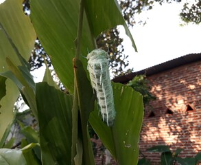photo of a sticky caterpillar on a leaf