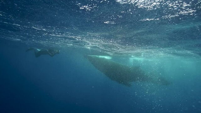 Photographer takes pictures of Young humpback whale in clear water around the island of Tahiti, south Pacific, French Polynesia. Shot above and below surface in slow motion.
