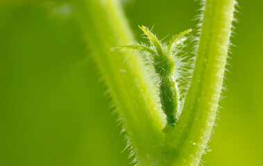 Small fruit of a cucumber on a plant.
