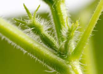 Small fruit of a cucumber on a plant.