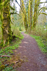 Fototapeta na wymiar Fragment of Sugar Mountain trail in Buntzen Lake park, Vancouver, Canada.