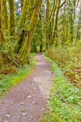 Fragment of Sugar Mountain trail in Buntzen Lake park, Vancouver, Canada.
