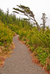 Fototapeta na wymiar Fragment of Widl West trail at Vancouver, Canada.