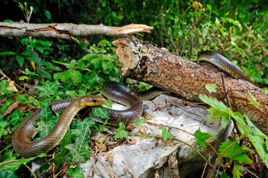 Aesculapian snake from Croatia // &Auml;skulapnatter aus Kroatien (Zamenis longissimus)