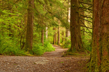 Fragment of Lower Falls trail in Golden Ears park, Vancouver, Canada.