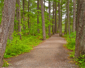 Fototapeta na wymiar Fragment of Lower Falls trail in Golden Ears park, Vancouver, Canada.