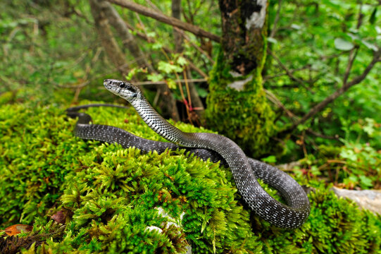 gray Aesculapian snake // graue &Auml;skulapnatter (Zamenis longissimus)