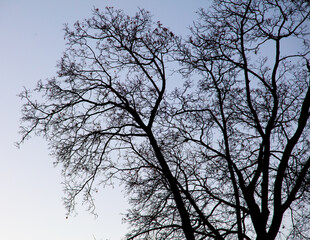 Bare branches of a tree at sunset.