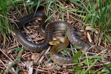 Aesculapian snake // Äskulapnatter (Zamenis longissimus)