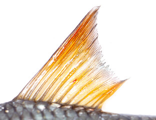 Fish fin isolated on white background. © schankz