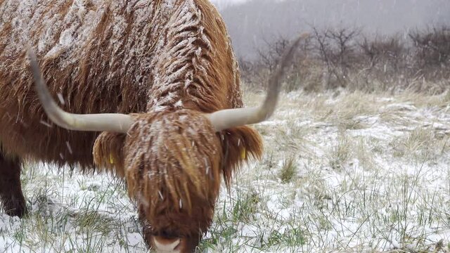 Close up of a Highland cow grazing during snowfall	