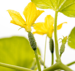 Close-up of a yellow flower on a cucumber isolated on a white background.
