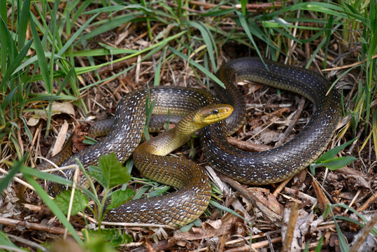 Äskulapnatter // Aesculapian snake (Zamenis longissimus)