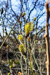 flowers on a tree