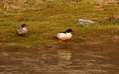 wszechobecny plastik, para nurogęsi z plastikową butelką w tle