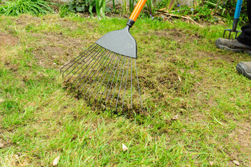 Scarifying or raking a lawn with a grass rake to remove dead thatch weeds and moss