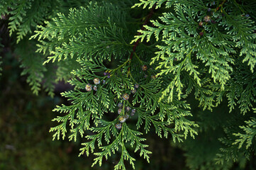 Thuja branches with dried berries