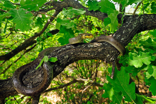 Aesculapian snake // &Auml;skulapnatter (Zamenis longissimus)