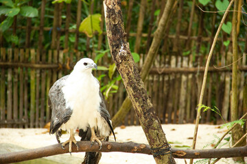 bird of prey