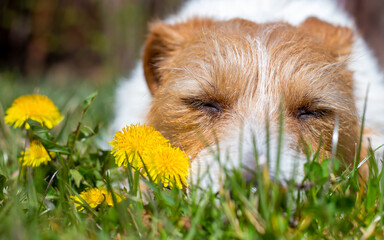Cute sleepy pet dog puppy resting in the grass with yellow dandelion herb flowers in spring