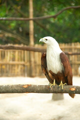 bird of prey