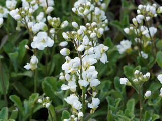 (Arabis caucasica 'Plena') Arabettes du Caucase &agrave; fleurs doubles ou corbeilles d'argent &agrave; p&eacute;tales blanc en grappes au dessus d'un feuillage en rosette vert-gris