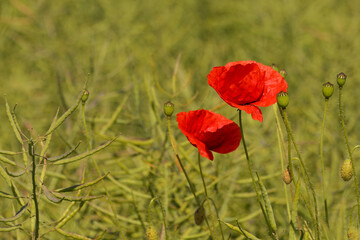 Obraz premium Landschaft mit roten Mohnblüten