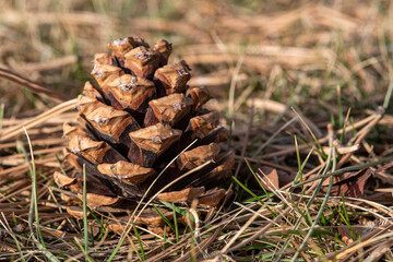 pine cone on the ground