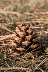 pine cone on the ground