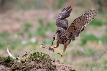 Juvenile Northern Goshawk (accipiter gentilis) jumping on the ground with some remains of a dove in the forest in the Netherlands